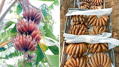 Red Banana