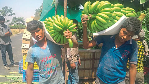 Banana Rate
