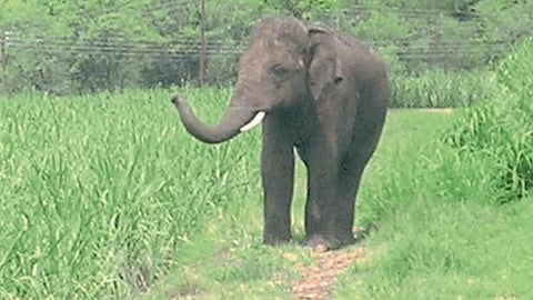 Elephant Rampage
