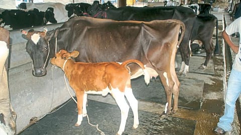 Animal Care