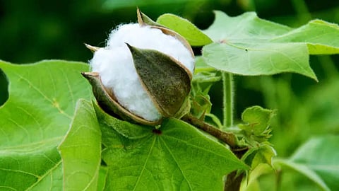Cotton 