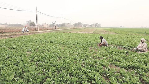 Agricultural News