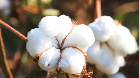 Cotton 