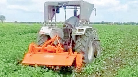 soybean Crop