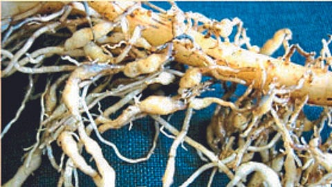 Crop Protection