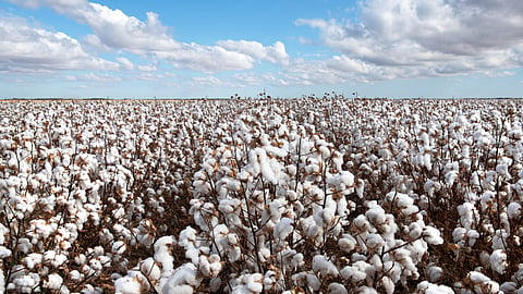Cotton