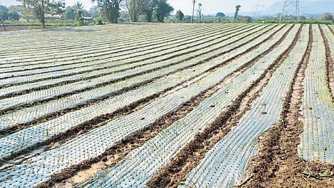 Onion Cultivation 