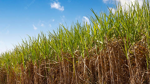 Sugarcane Kokan