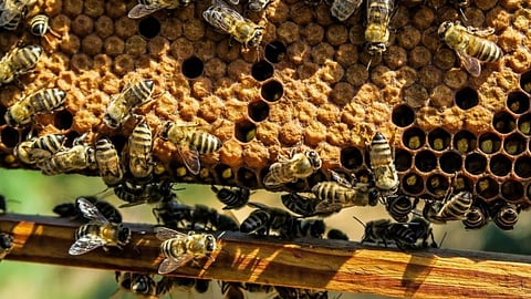 Beekeeping
