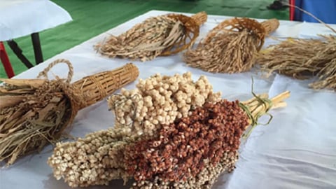 Seed Conservation