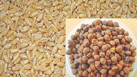 Wheat MSP