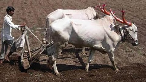 Rabi Sowing 