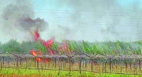 Crop Damage 