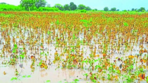 Crop Damage
