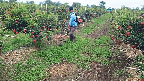 Weed Management