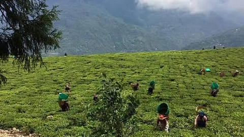 Indian Agriculture