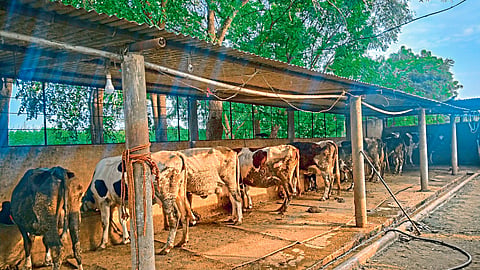Dairy Business