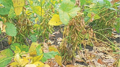 Soybean 