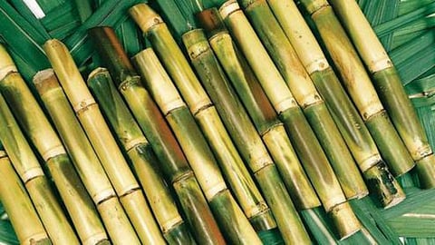 Sugarcane Seeds