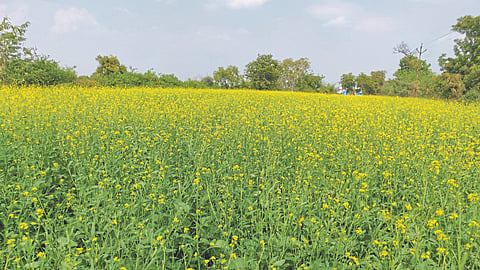 Rabi Sowing