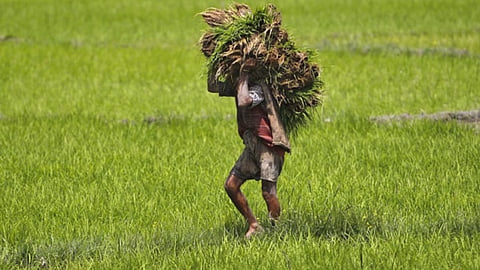 Crop Damage 