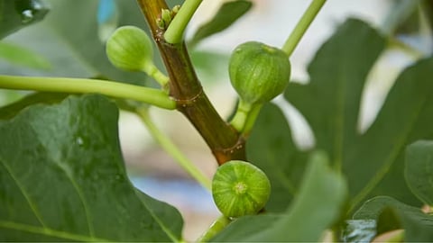 Fig Farming