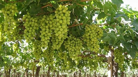 Grape Production