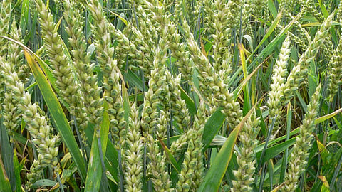 Crop Sowing