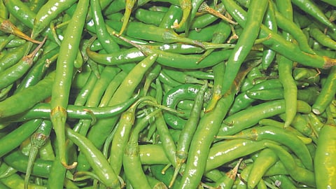 Green Chilies Rate 