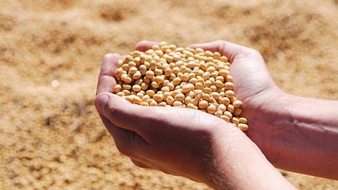 Soybean Production