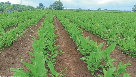 Turmeric Farming