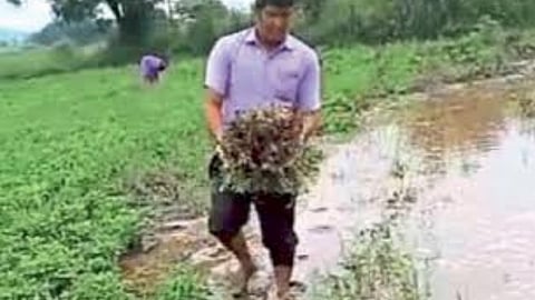 Crop Damage 