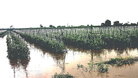 Crop Damage