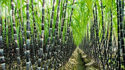 Sugarcane Rate