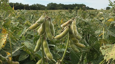 Soybean Crop
