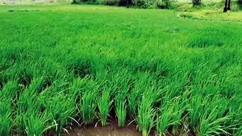 Paddy Harvesting