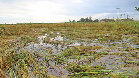 Crop Damage