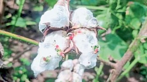 Cotton Rate