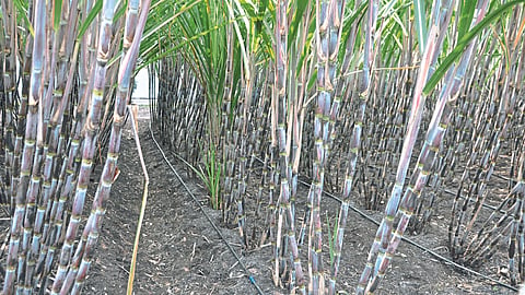 Sugarcane Farming 