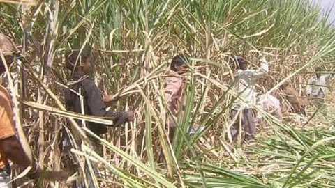 Sugarcane