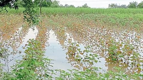  Crop Damage