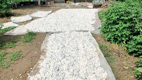 Cotton
