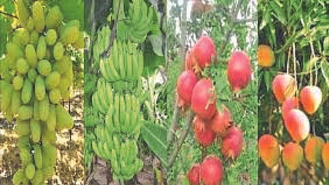 Crop Insurance 