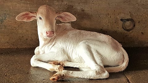 Animal care
