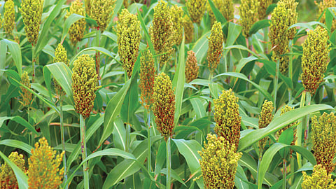 Rabi Sowing