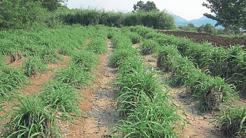 Grass Cultivation