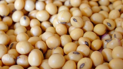 Soybean Rate