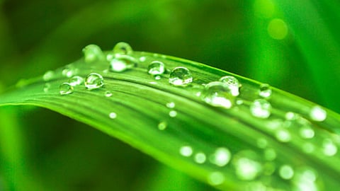 Morning Dew