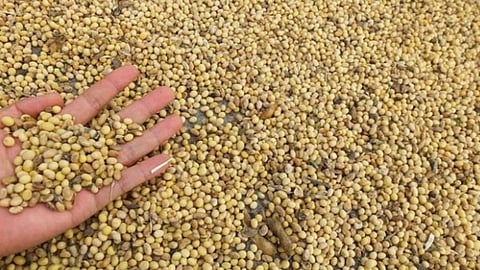 Soybean Theft