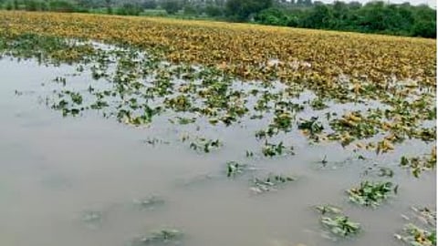 Crop Insurance